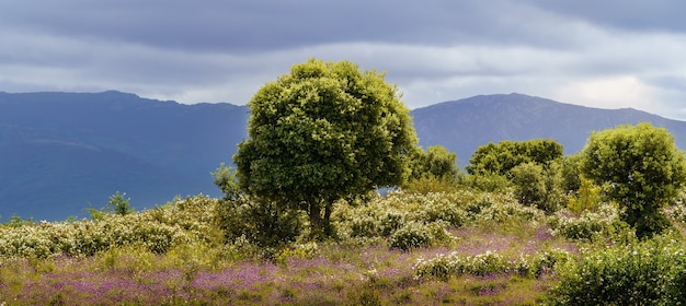 Paesaggio di bianco