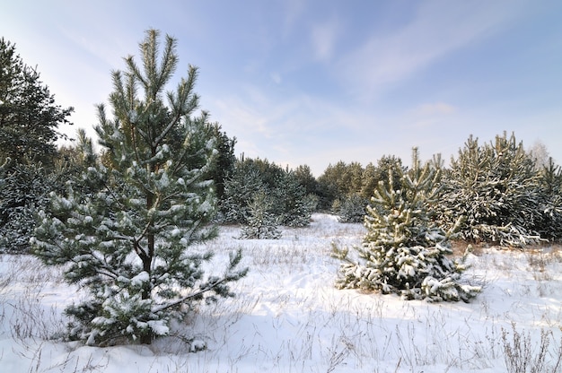 Paesaggio di bosco innevato con alberi