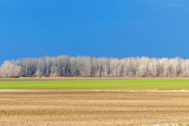 Paesaggio di campagna all'inizio della primavera, grano primaverile in un campo