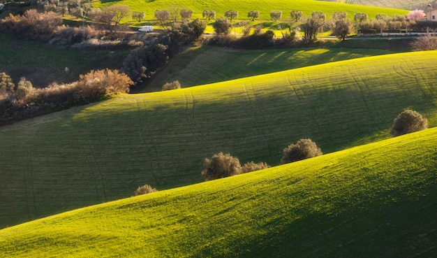 Paesaggio di campagna campi agricoli verdi e ulivi tra le colline