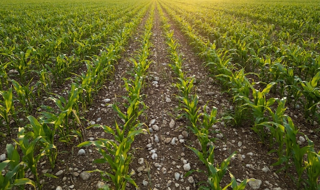 Paesaggio di campagna campo di giovani piante di mais verde che crescono sotto il piacevole pomeriggio su