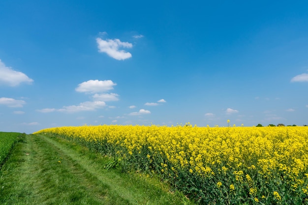 Paesaggio di campagna con colza e campi verdi