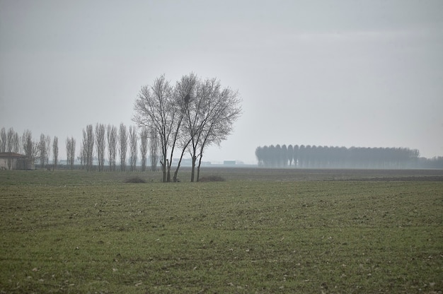 Paesaggio di campagna nella pianura padana in Veneto (Italia) durante l'inverno con fog