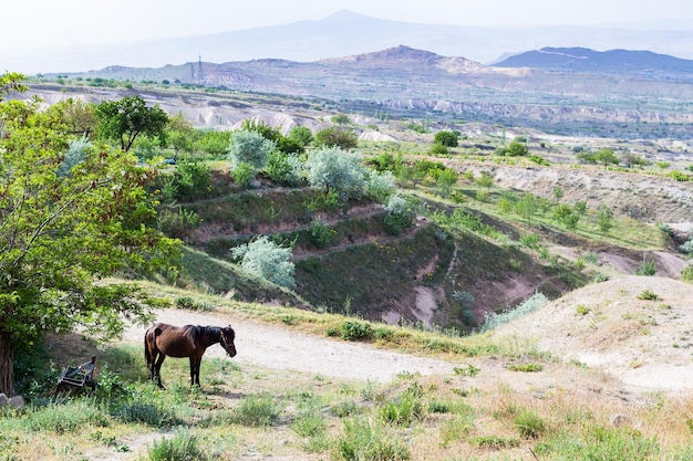 Paesaggio di campagna vicino alla città di Uchisar in Cappadocia