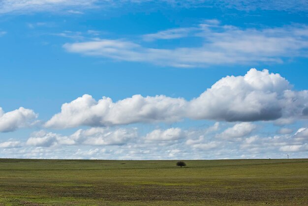 Paesaggio di campo con fiori gialli La Pampa Argentina