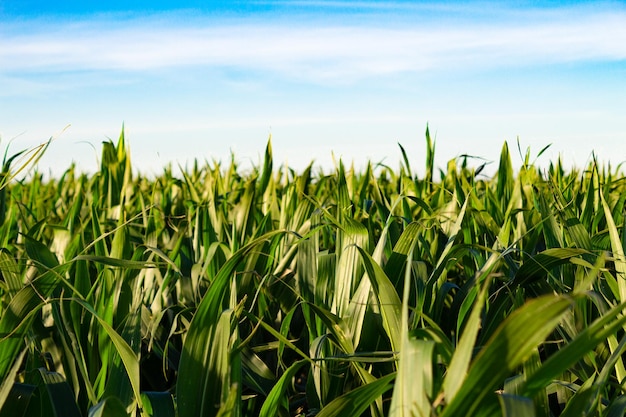 Paesaggio di campo con giovane piantagione di mais