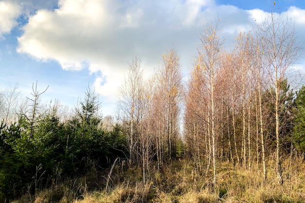 Paesaggio di campo nel tardo autunno.