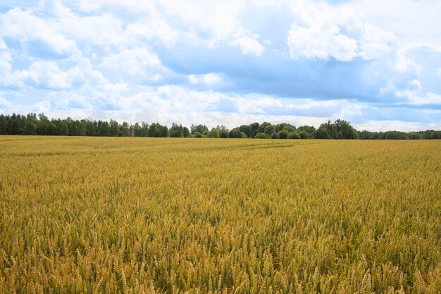 Paesaggio di campo Un campo di segale dorata in maturazione all'orizzonte con un cielo nuvoloso blu