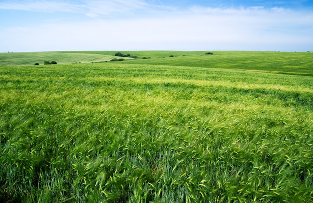 Paesaggio di campo