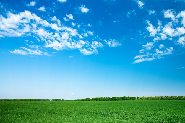 Paesaggio di campo