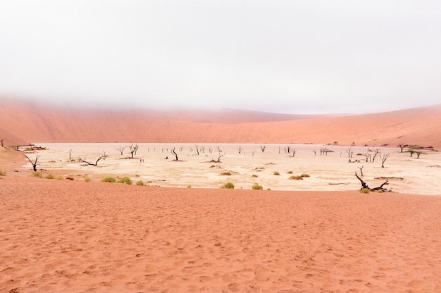 Paesaggio di Dead Vlei, Sossusvlei, deserto del Namib, Namibia, Sudafrica