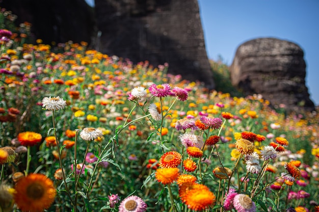 Paesaggio di fiori colorati