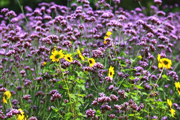 Paesaggio di fiori di Verbena viola e girasoli gialli che fioriscono nel giardino in una giornata di sole