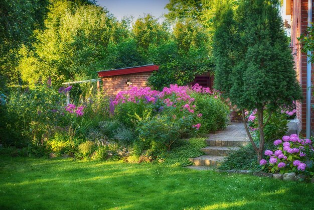 Paesaggio di fiori rosa in un lussureggiante giardino sul retro in estate Piante viola che crescono in un giardino botanico in primavera Belle piante da fiore viola che germogliano nel cortile verde Flora che fiorisce all'aperto