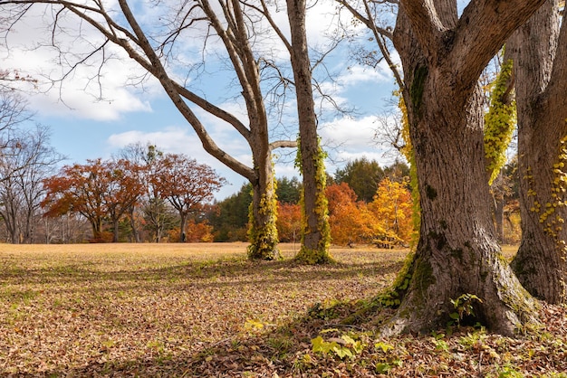 Paesaggio di fogliame autunnale vista bellissimi paesaggi alberi colorati della foresta