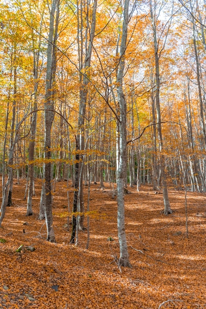 Paesaggio di foresta autunnale dorato con fiume sotto i caldi raggi del sole Paesaggio rurale