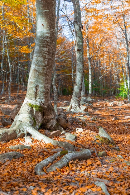 Paesaggio di foresta autunnale dorato con fiume sotto i caldi raggi del sole Paesaggio rurale