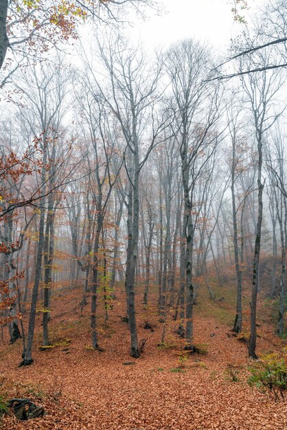 Paesaggio di foresta autunnale nuda e nebbiosa