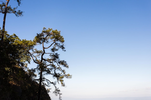 Paesaggio di foresta di pini