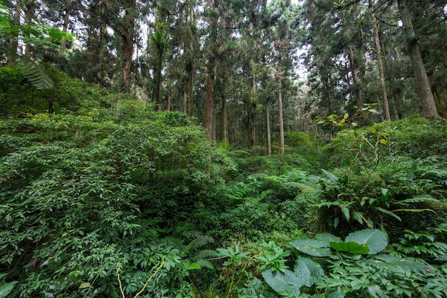 Paesaggio di foresta pluviale tropicale a Taiwan