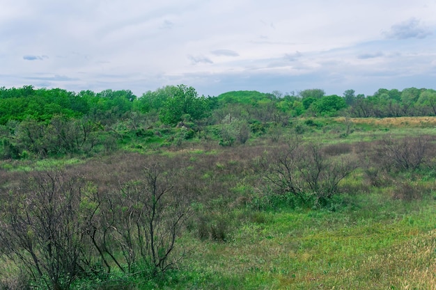 Paesaggio di Foreststeppe nella pianura del Caspio