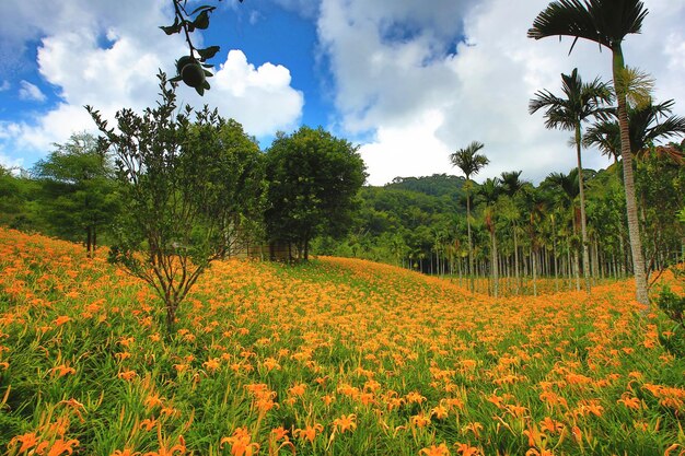 Paesaggio di gigli o Hemerocallis fulva o fiori di gigli arancione con alberi verdi e nuvole celesti