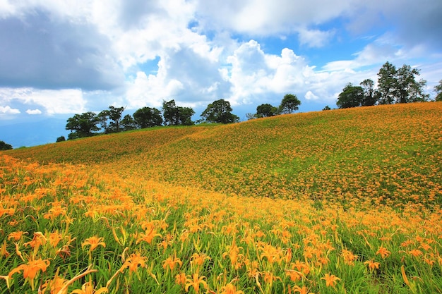 Paesaggio di gigli o Hemerocallis fulva o fiori di gigli arancione con alberi verdi e nuvole celesti