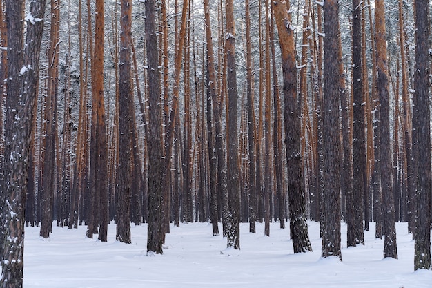 Paesaggio di inizio primavera della neve nella pineta. Paesaggio solo tronchi d'albero