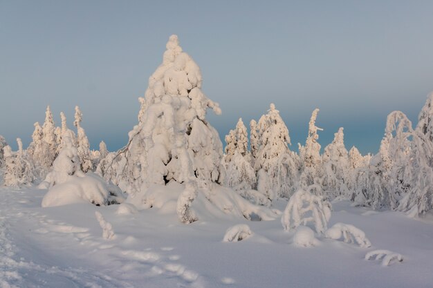 Paesaggio di inverno con gli alberi innevati tykky nella foresta di inverno.