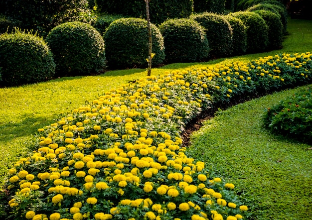 Paesaggio di lusso del giardino tropicale.