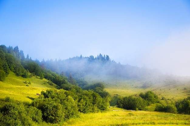 Paesaggio di mattina con nebbia montagne carpatiche in Ucraina.