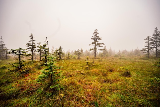 Paesaggio di montagna a Jeseniky Vista della catena montuosa dal sentiero sulla cima del piccolo Jezernik dalla sella di Cernohorske Un sentiero per escursionisti attraverso la palude