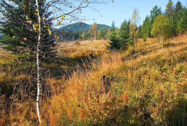 Paesaggio di montagna autunnale nebbioso mattutino con betulle e abeti.