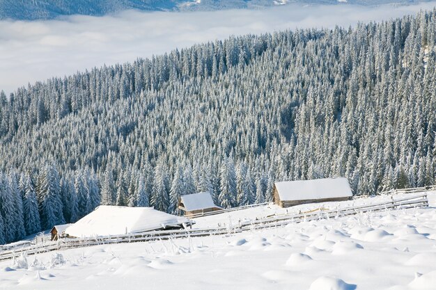 Paesaggio di montagna calmo invernale con brina e abeti innevati con gruppo di capannoni vicino alla foresta