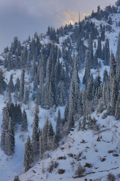 paesaggio di montagna con abeti innevati