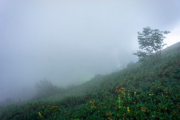 Paesaggio di montagna con boschetti di rododendro nelle montagne del Caucaso nella nebbia