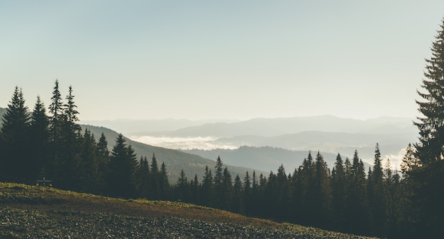 Paesaggio di montagna con pineta e vette