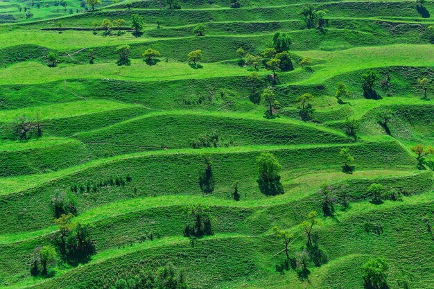 Paesaggio di montagna con verdi campi di fieno terrazzati sulle piste