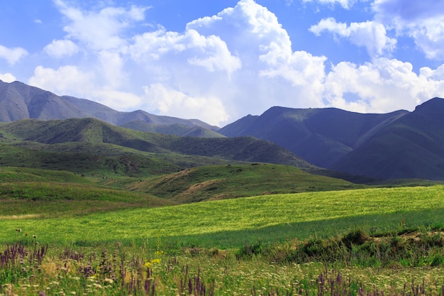 Paesaggio di montagna Erbe selvatiche in fiore Erbe medicinali La natura estiva è selvaggia Kirghizistan