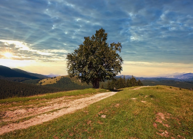 Paesaggio di montagna estiva