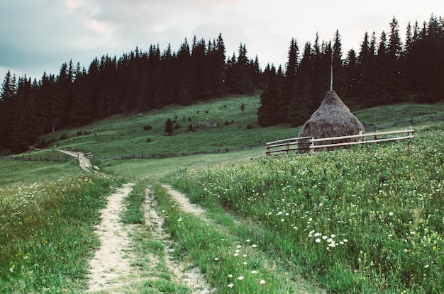 Paesaggio di montagna estiva