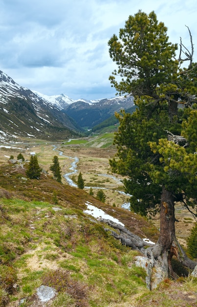 Paesaggio di montagna estivo con alberi di pino davanti (Passo Fluela, Svizzera)