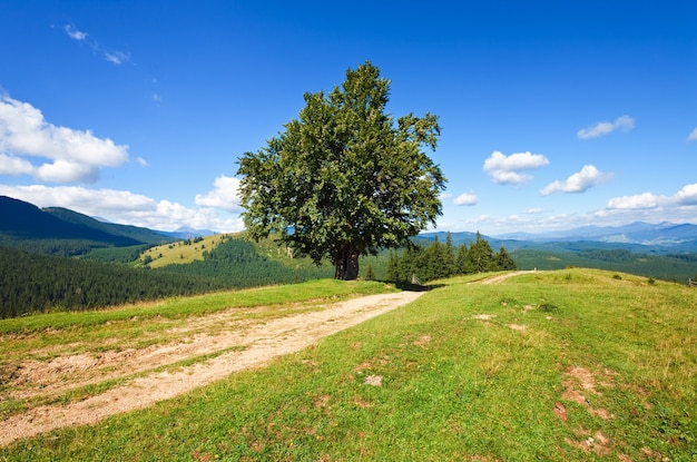 Paesaggio di montagna estivo con strada rurale e albero solitario