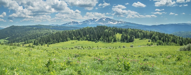 Paesaggio di montagna estivo verde di prati e foreste e neve sulle cime panoramica di giorno soleggiato