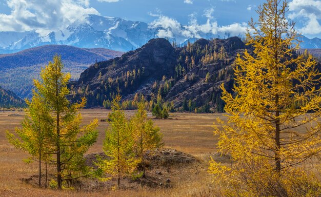 Paesaggio di montagna in autunno, giorno soleggiato, alberi gialli e cielo blu.