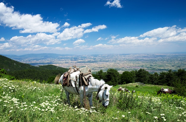 Paesaggio di montagna in Grecia