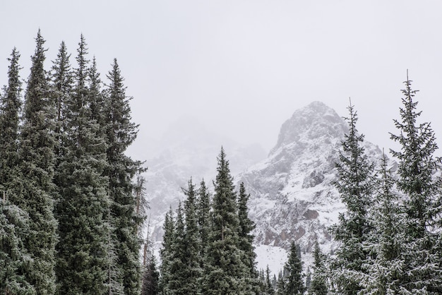 Paesaggio di montagna invernale con alberi di pino