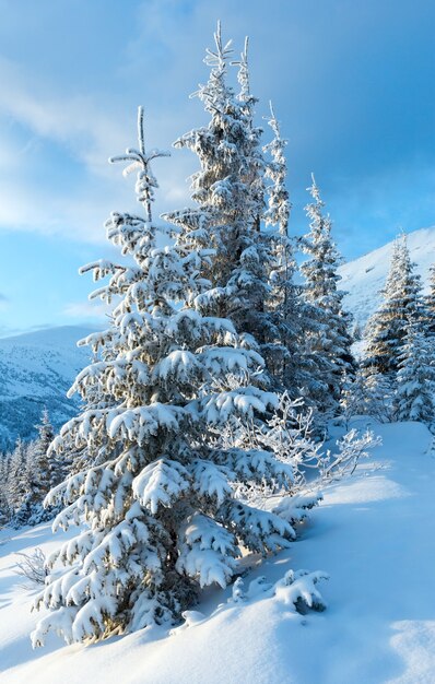 Paesaggio di montagna invernale di mattina con abeti innevati di fronte.