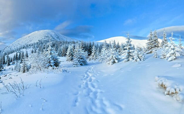 Paesaggio di montagna invernale di mattina con bosco di abeti sul pendio.