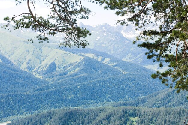 Paesaggio di montagna le montagne del Caucaso sono circondate da alberi di pino